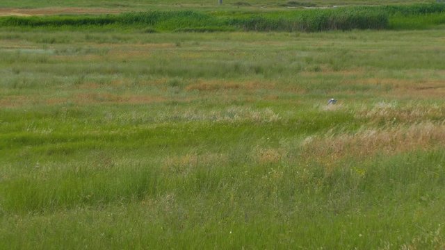 a flock of birds rises from tall grass