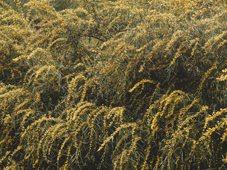 Acacia pycnantha - Floraison printanière jaune or du Mimosa doré ou acacia doré