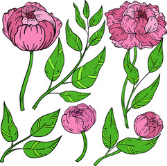 Contour vector illustration with pion, rose and leaf on white background. Good for printing. Postcard and logo ideas.