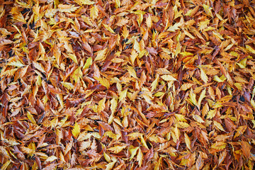 Grass covered with colorful maple leaves