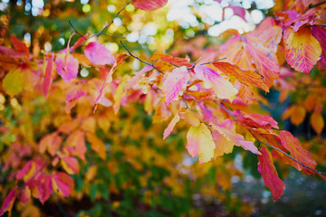 Closeup of colorful bright autumn leaves