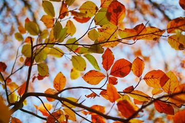 Closeup of colorful bright autumn leaves
