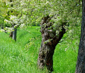 Frühlingswiese mit blühenden Weidenbäumen 