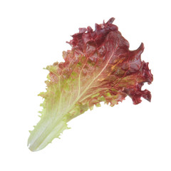 Fototapeta premium fresh red leaf of lettuce isolated on white