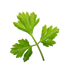 leaf of parsley isolated on white background