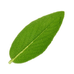 leaf of sage isolated on white background