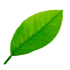 Fototapeta premium leaf of lemon isolated on white