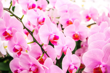 Naklejka na ściany i meble Beautiful orchid flowers blooming in the garden with nature background, Pink Phalaenopsis orchid