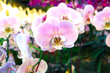 Obraz na płótnie Canvas Beautiful orchid flowers blooming in the garden with nature background, Pink Phalaenopsis orchid