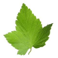 leaf of black currant isolated on white background