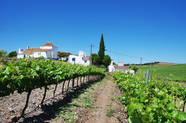 Fototapeta na wymiar farm of vineyard in south of Portugal
