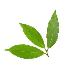 bay leaves isolated on white background