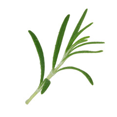 branch of rosemary isolated on white background