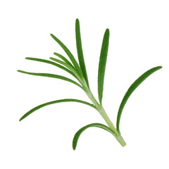 leaves of rosemary isolated on white background