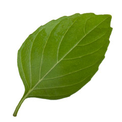 Obraz premium basil leaf isolated on white background