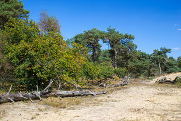 Fototapeta na wymiar National Park Maasduinen in the Netherlands