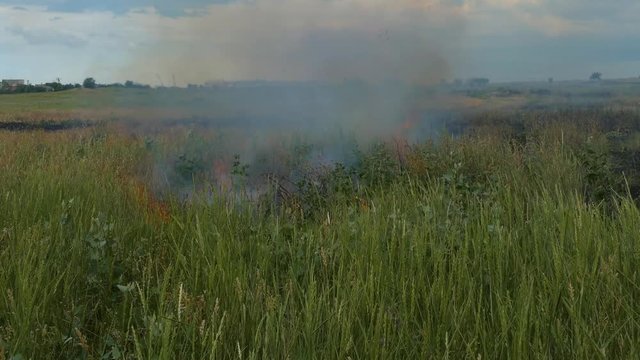 Fire on the field burns young wheat