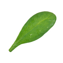 Fototapeta na wymiar fresh leaf of spinach isolated on white background