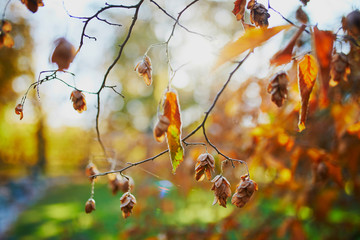 Closeup of colorful bright autumn leaves