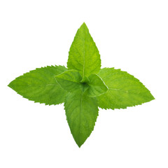 lemon mint isolated on white background