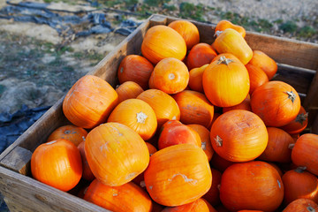 Fototapeta na wymiar Fresh organic pumpkins on farmer market