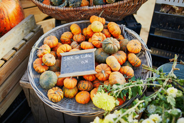 Fresh organic pumpkins on farmer market