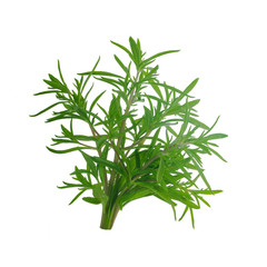branch of leaves of savory isolated on white background