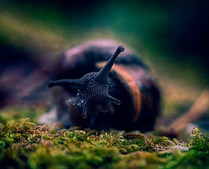 snail on the moss