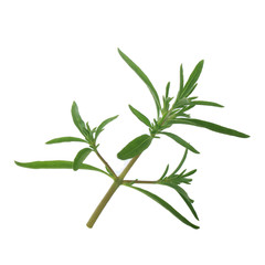 leaves of savory isolated on white background