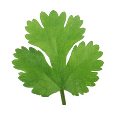 Fototapeta premium leaf of parsley isolated on white background
