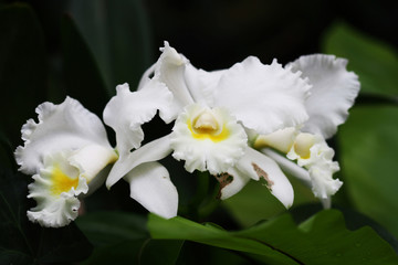 Orchidee_cattleya