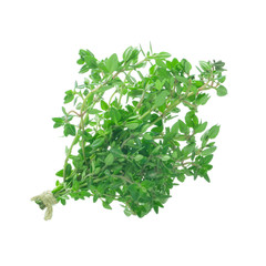 branch of thyme isolated on white background
