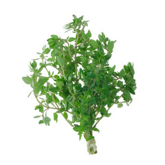 branch of thyme isolated on white background
