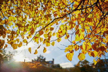 Closeup of colorful bright autumn leaves