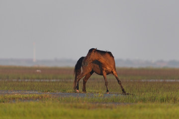 Wild Horses on the Rachel Carson Reserve of the Coast near Beaufort, North Carolina
