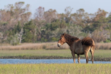 Wild Horses on the Rachel Carson Reserve of the Coast near Beaufort, North Carolina