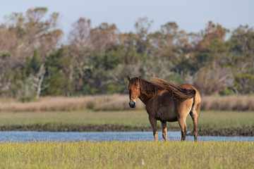 Wild Horses on the Rachel Carson Reserve of the Coast near Beaufort, North Carolina