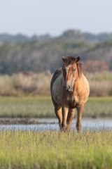 Wild Horses on the Rachel Carson Reserve of the Coast near Beaufort, North Carolina