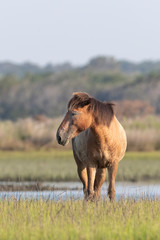 Wild Horses on the Rachel Carson Reserve of the Coast near Beaufort, North Carolina