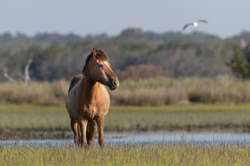 Wild Horses on the Rachel Carson Reserve of the Coast near Beaufort, North Carolina