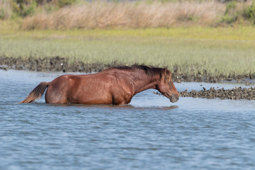 Wild Horses on the Rachel Carson Reserve of the Coast near Beaufort, North Carolina
