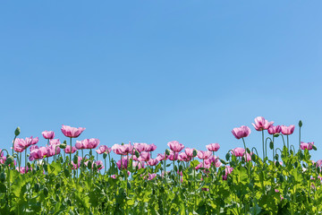 Poppy field on a sunny summer day