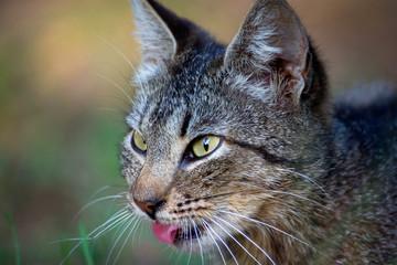 Hungry cat with green eyes looking and waiting for food