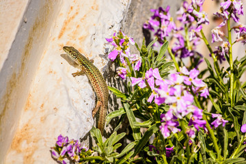 A small green lizard on a wall surrounded by a purple flower, at the island of Andros, Cyclades,...