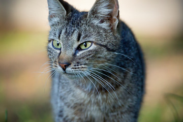 Hungry cat with green eyes looking and waiting for food