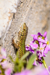 A small green lizard on a wall surrounded by a purple flower, at the island of Andros, Cyclades,...