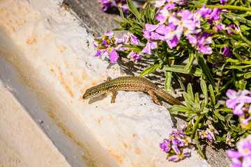 A small green lizard on a wall surrounded by a purple flower, at the island of Andros, Cyclades,...
