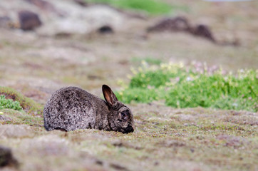 Wild Rabbit in a Field