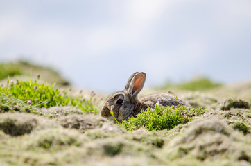 Wild Rabbit in a Field