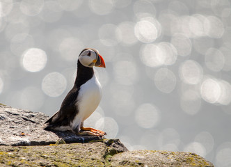 Puffin Seabird on a Cliff